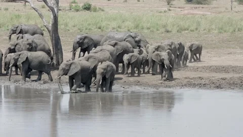 African elephant mud bath sequence 2 Stock Footage 306964397