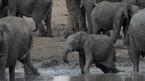 African elephant mud bath slow motion Stock Footage 306964375