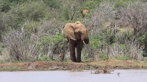 African Elephant mud bathing Stock Footage 81342516