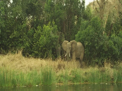 African Elephant on the Nile 動画素材 77423280