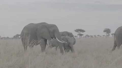 African elephant parent and calf eating  Stock Footage 131243953