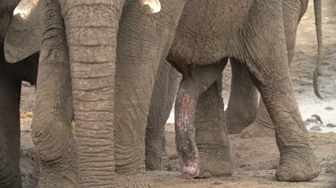 African elephant penis. Botswana Stock Footage 46375423