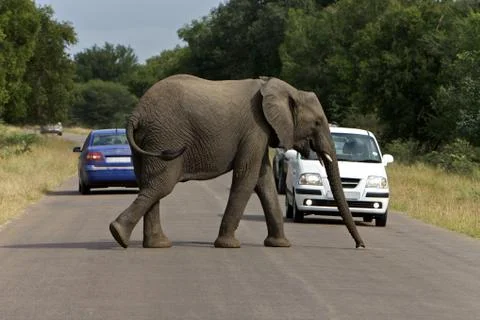 African elephant Stock Photos