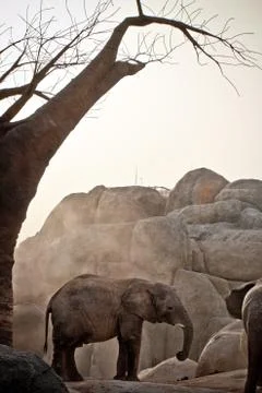 African elephant Stock Photos