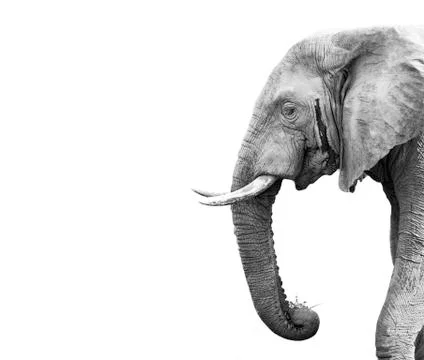 African elephant Stock Photos