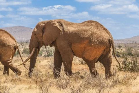 African elephant Foto stock
