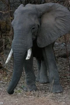 African elephant Photos