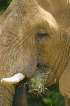 African elephant Stock Photos