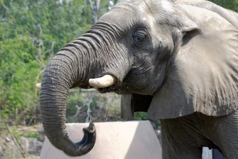 African elephant Stock Photos