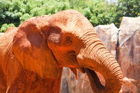 African elephant Stock Photos