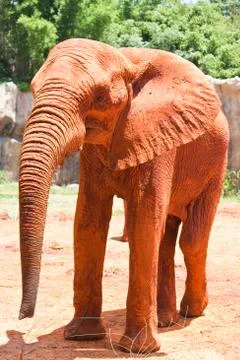 African elephant Stock Photos
