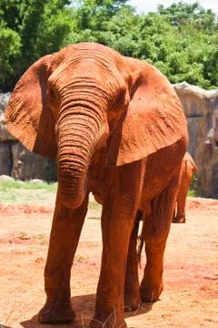 African elephant Stock Photos