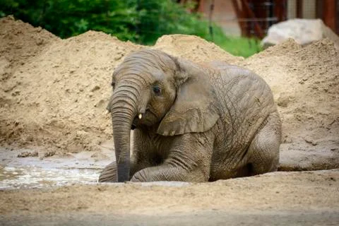 African elephant Stock Photos