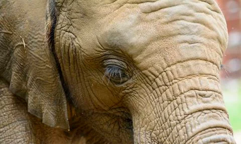 African elephant Stock Photos