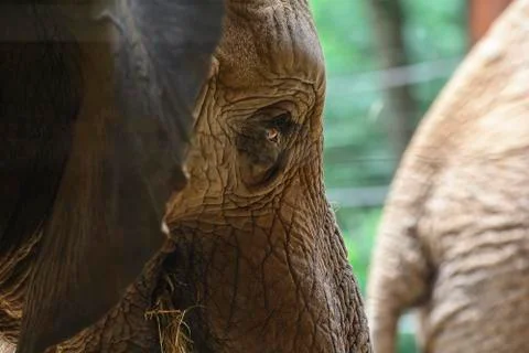 African elephant Stock Photos