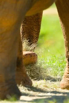 African elephant Stock Photos