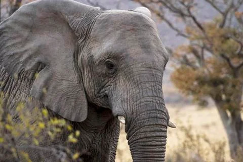 African elephant Stock Photos