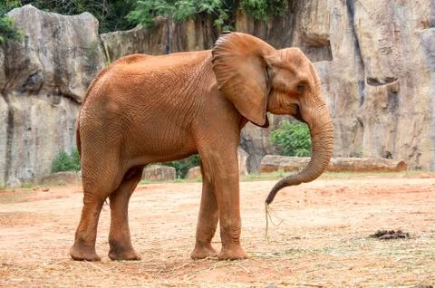 African elephant Stock Photos