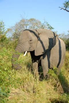 African elephant Stock-Fotos