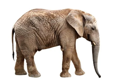 African elephant Stock Photos