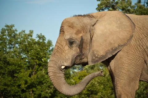 African Elephant Stock Photos