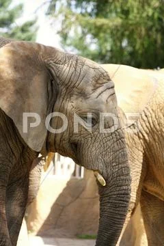 African elephant Stock Photos