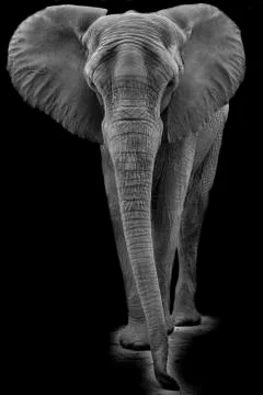 African elephant Stock Photos