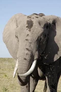 African Elephant Stock Photos