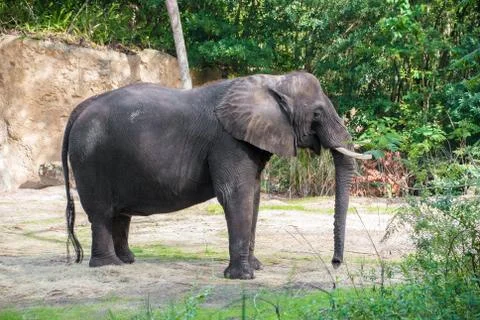 African Elephant Stock Photos