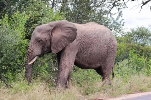 African elephant Foto stock