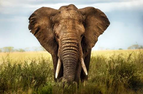 African elephant Stock-Fotos