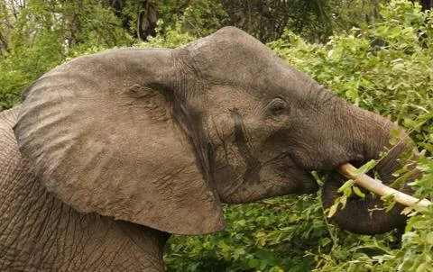 African Elephant Stock Photos