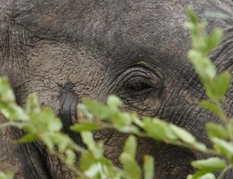 African Elephant Stock Photos