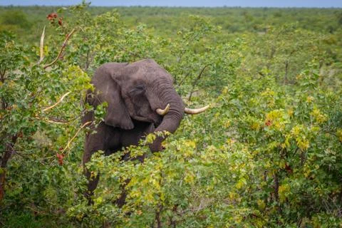African Elephant Stock Photos