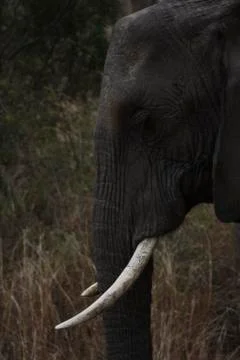 African Elephant Stock Photos