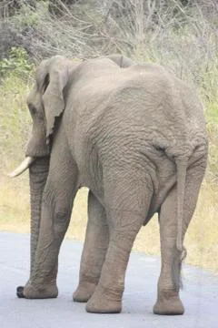 African Elephant Stock Photos