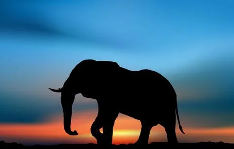 African elephant Stock Photos