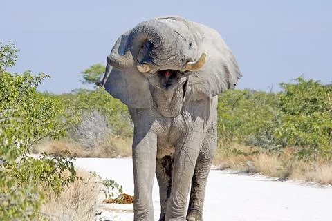African elephant Stock Photos