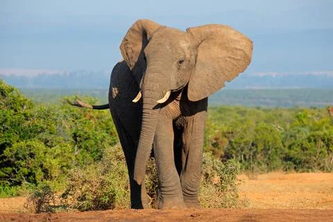 African elephant Stock Photos