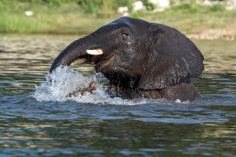African elephant playing and drinking in the Chobe River in Chobe National Pa 스톡 사진