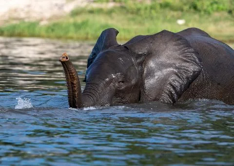African elephant playing and drinking in the Chobe River in Chobe National Pa Fotos Stock