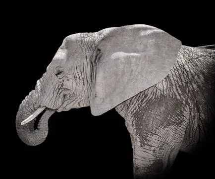 African elephant portrait Stock Photos