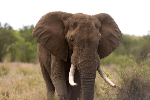 African elephant portrait Stock Photos