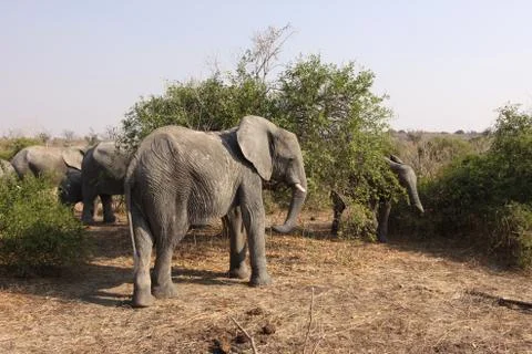 African Elephant Portrait in Remote Bushland Stock Photos