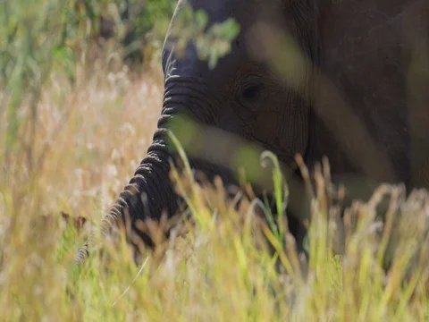 African Elephant portrait through grass Stock Footage 72192148