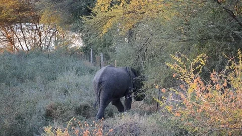 African Elephant pulling leaves Video stock 91715287