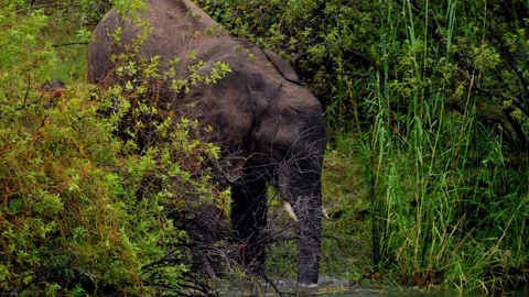 An African elephant pulls at vegetation on the Zambezi riverbank 스톡 동영상 345521216