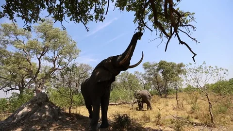 African elephant reaching to feed on tree Video stock 92040567