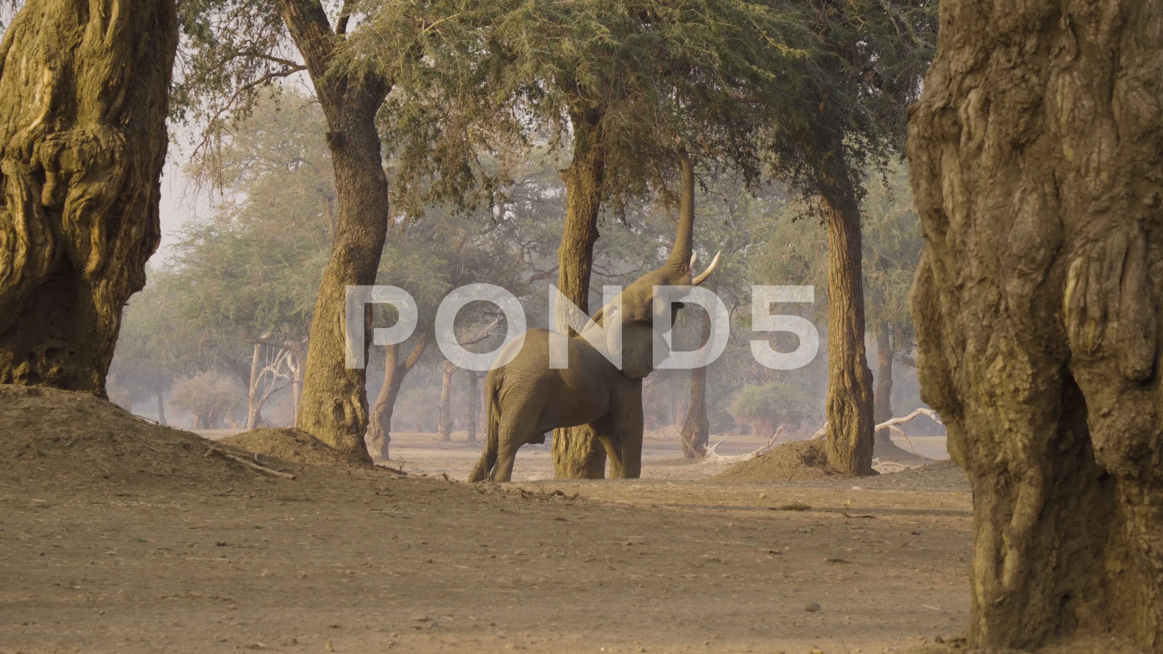 Немейский лев assassins creed odyssey. Немейские игры. Assassin's creed odyssey булава прыжок цербера. Одиссея животных. Животные на грани исчезновения из сша.