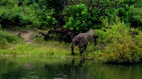 An African elephant at the river's edge, seen through reeds Stock-Footage 345521187